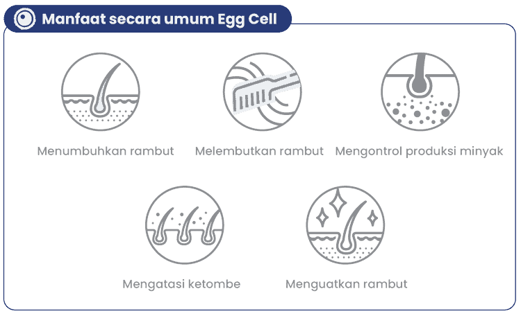 Manfaat Egg Cell